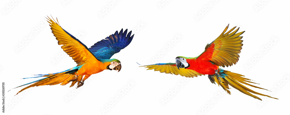 Obraz premium Colorful flying parrot isolated on white