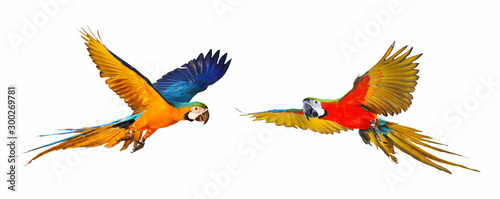 Colorful flying parrot isolated on white