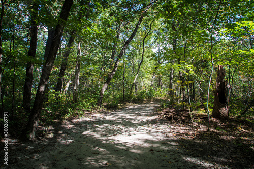 path in the forest