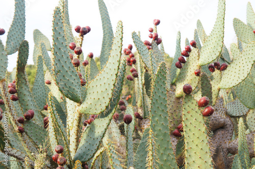 opuntia engelmanii linguiformis prickly pear green cactus