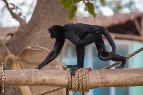 Medium monkey of the jungle of Peru.