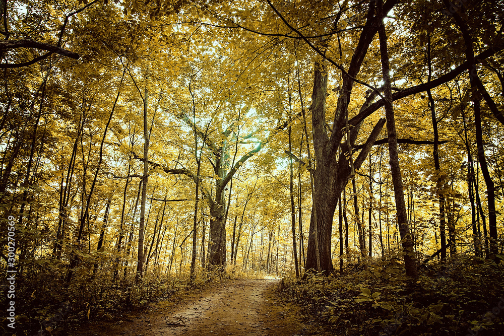 Fototapeta premium autumn in the forest