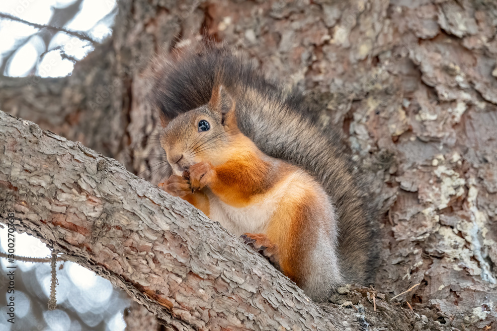 Autumn squirrel with nut sits on a branch Autumn squirrel with nut sits on a branch
