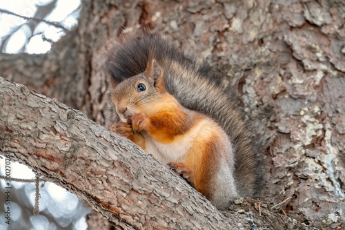 Autumn squirrel with nut sits on a branch