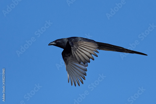 Piapiac (Ptilostomus afer) photo