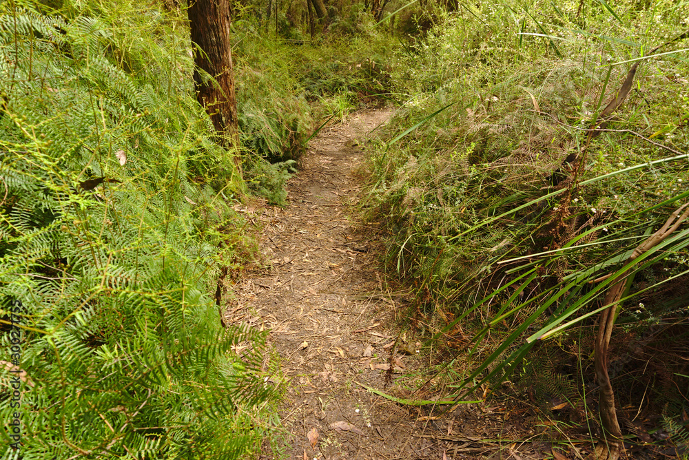 Walking path surrounded by wild green plants Walking path surrounded by wild green plants