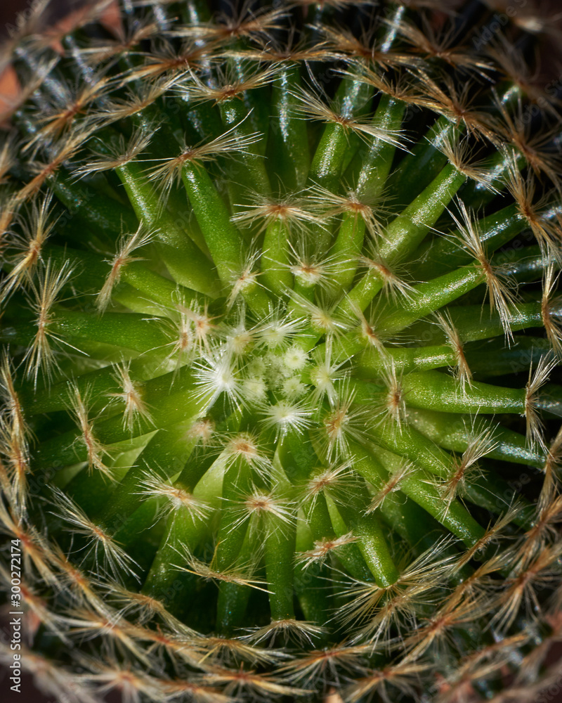 Top view pattern of beautiful cactus Top view pattern of beautiful cactus
