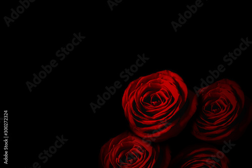 Fototapeta Naklejka Na Ścianę i Meble -  Red rose in the dark.  暗闇の中の赤いバラ