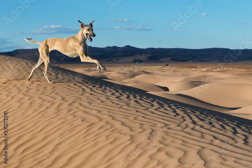 A happy, brown Sloughi dog (Arabian greyhound) runs in the sand dunes in the Sahara desert of Morocco. .