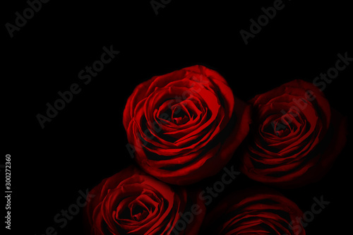 Red rose in the dark.  暗闇の中の赤いバラ © Kana Design Image