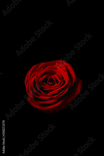 Red rose in the dark.                             