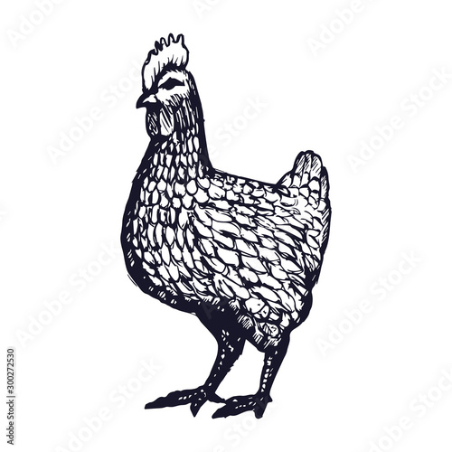 Hen or chicken hand drawn with contour lines on white background. Elegant monochrome drawing of domestic farm poultry bird. illustration in vintage woodcut, engraving or etching style. Vector photo