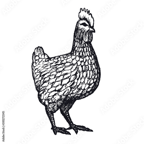 Hen or chicken hand drawn with contour lines on white background. Elegant monochrome drawing of domestic farm poultry bird. illustration in vintage woodcut, engraving or etching style. Vector