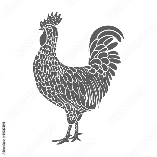 Rooster. Hen or chicken hand drawn with contour lines on white background. Elegant monochrome drawing of domestic farm poultry bird. illustration in vintage woodcut, engraving or etching style. Vector