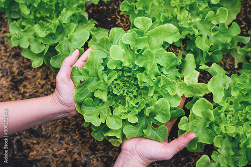 woman hands picking green lettuce in vegetable garden photo