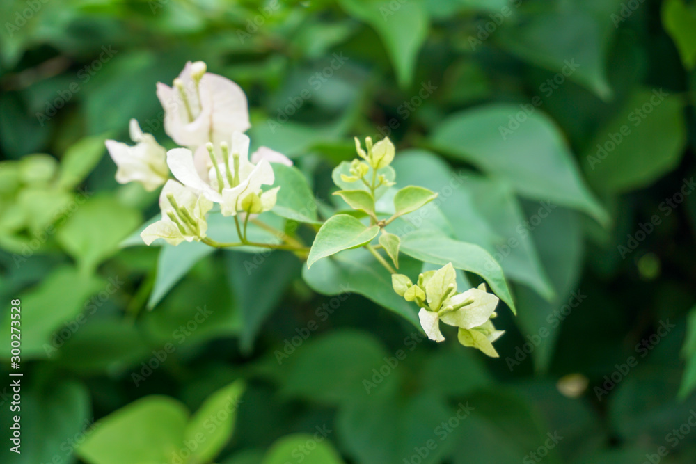 Paper flower or Bougainvillea flower of the white colour blooms in the garden, Blurred Concept, Soft blurry background. Paper flower or Bougainvillea flower of the white colour blooms in the garden, Blurred Concept, Soft blurry background.