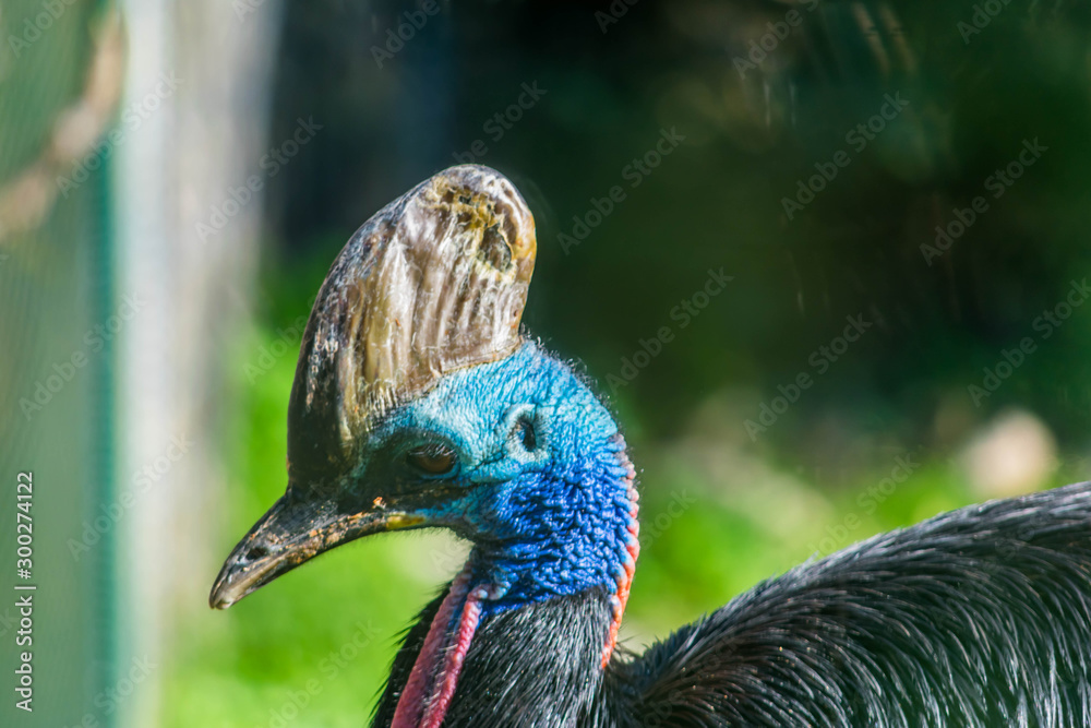 Naklejka premium Casoar à casque.