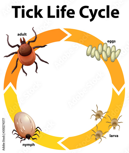 Diagram showing life cycle of tick