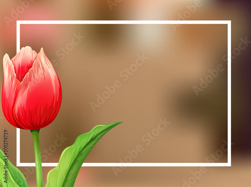 Fototapeta Szablon granicy z tulipanowy kwiat