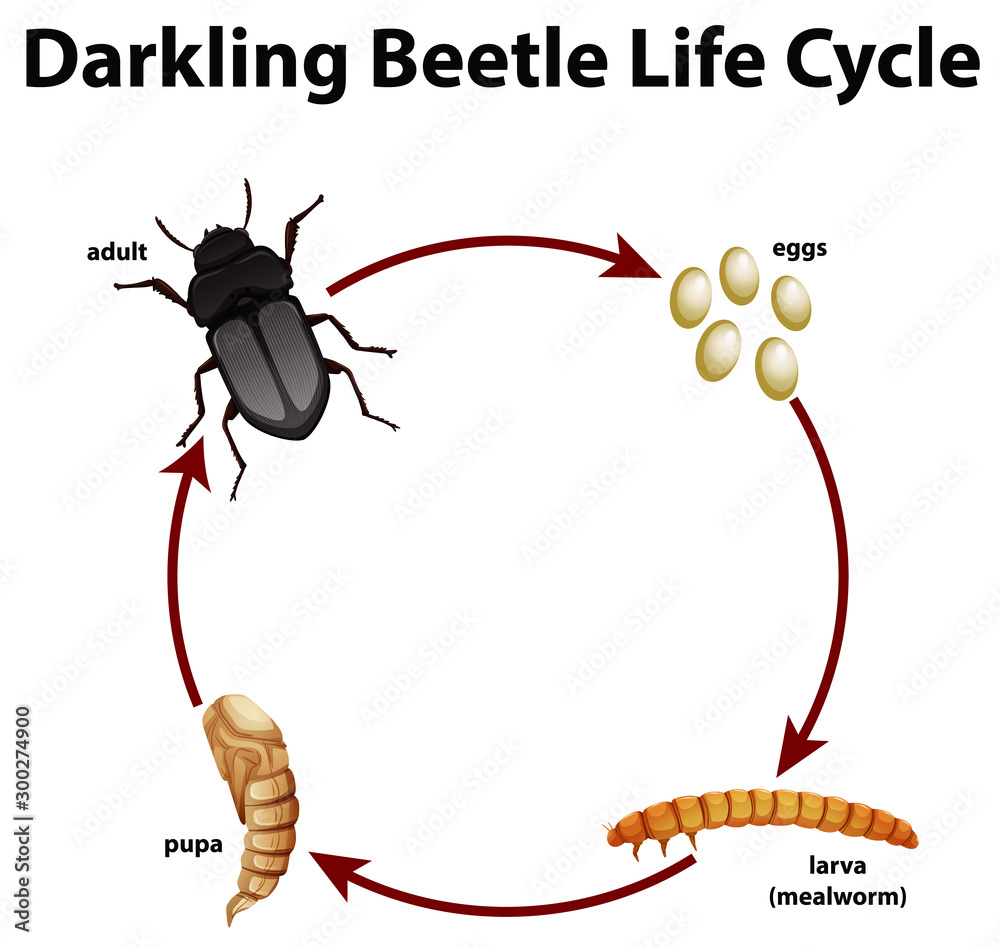 Diagram showing life cycle of darkling beetle Stock ベクター Adobe Stock