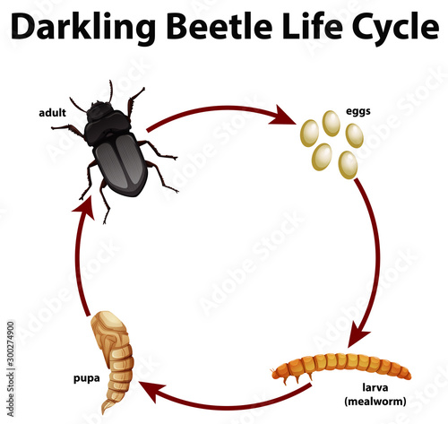 Diagram showing life cycle of darkling beetle