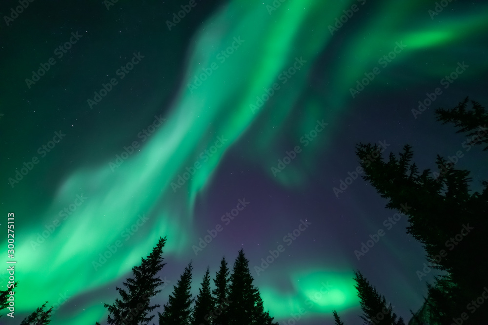 Green aurora borealis on dark sky. Northern lights above fir tree silhouttes. Tromso, Norway.