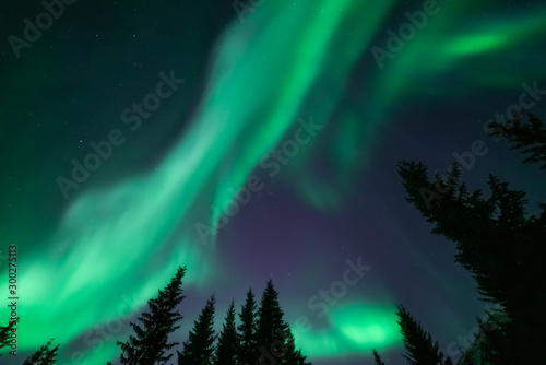 Green aurora borealis on dark sky. Northern lights above fir tree silhouttes. Tromso  Norway.