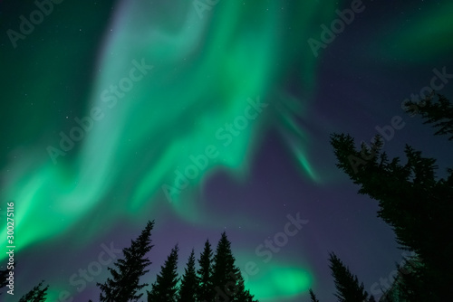 Green northern ligths above tree tops. Aurora borealis dancing over fir tree forest. Tromso, Norway.