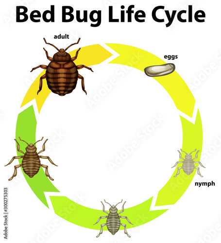 Diagram showing life cycle of bed bug