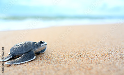Little turtle on a white beach © kathayut