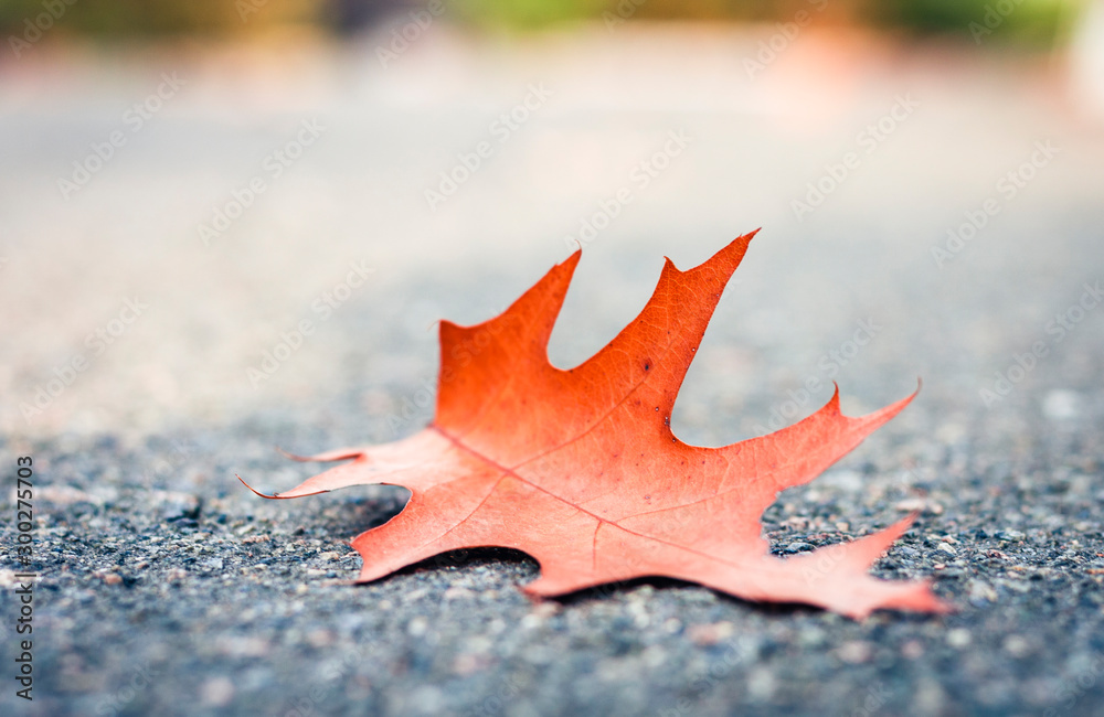 Dry red yellow leaves on the sidewalk in autumn fall on a sunny day. Dry red yellow leaves on the sidewalk in autumn fall on a sunny day.