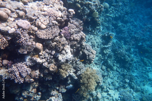 Red Sea underwater landscape with fishes and corals. Natural background