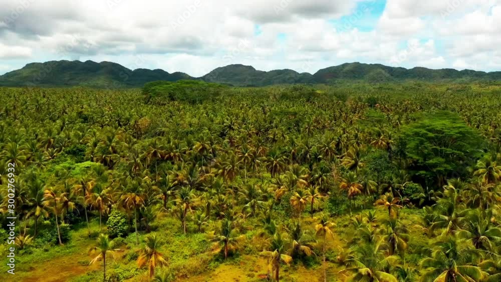 Aerial hyper lapse of palm trees in jungle Aerial hyper lapse of palm trees in jungle