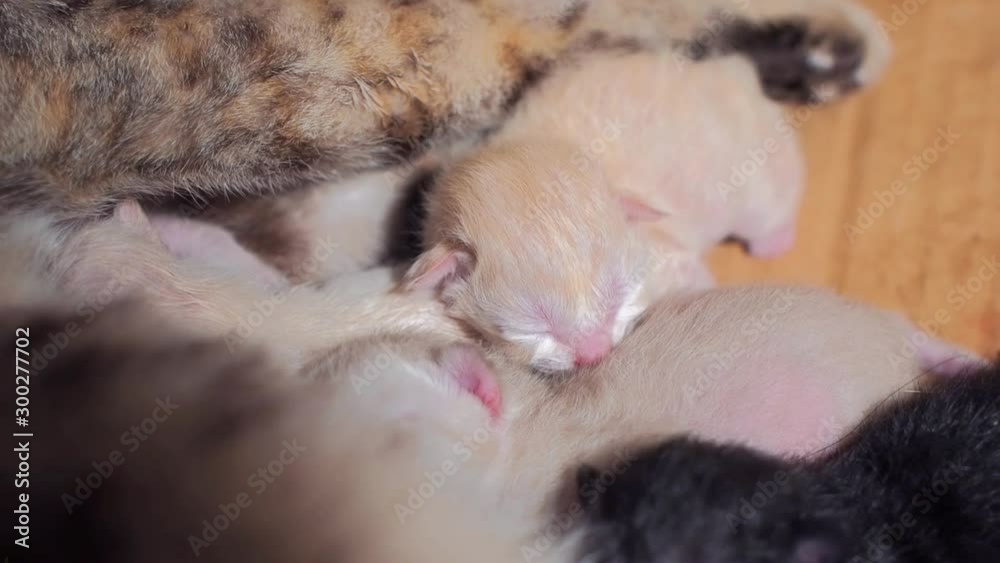 Vdo. Close-up new born kitten sleeping. Vdo. Close-up new born kitten sleeping.
