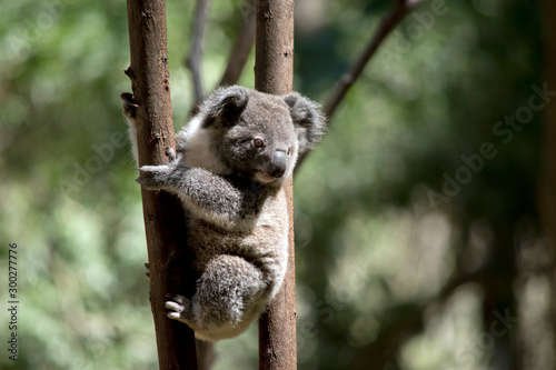 the joey koala is climbing a tree