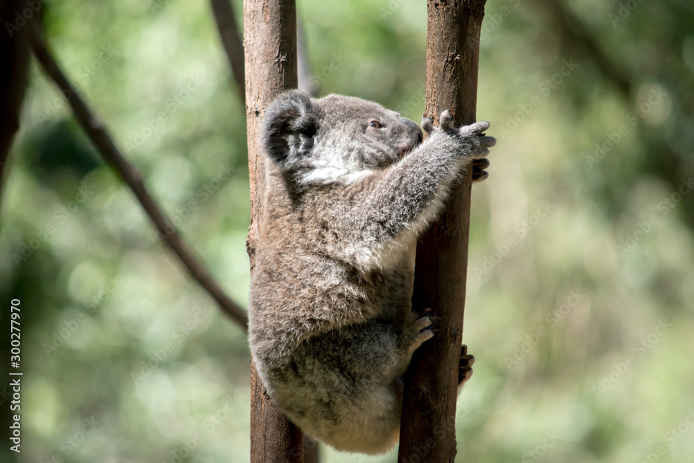 this is a side view of a  young koala