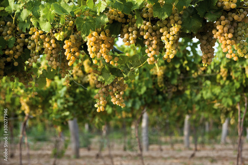 Wallpaper Mural Bunches of ripe grapes hanging in vineyard Torontodigital.ca
