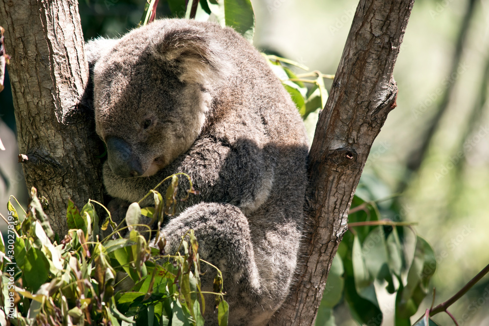 Fototapeta premium the koala is sitting in the fork of the tree