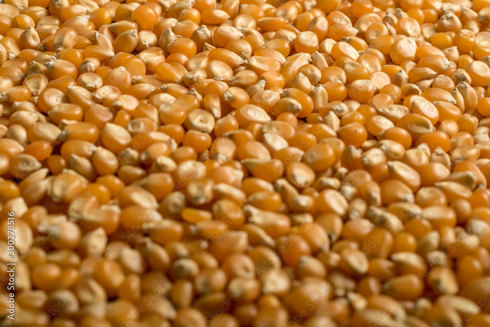 close up photography background Popcorn seeds close up photography background Popcorn seeds