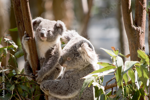 the mother koala is looking after her joey koala