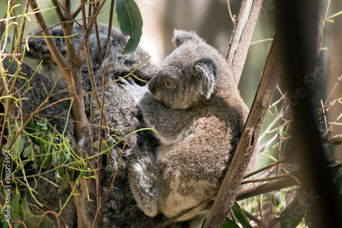 the joey koala is holding onto his mothers back