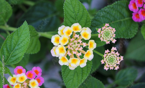 Cluster of unique flower
