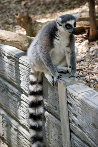 the ring tail lemur is resting on a wall