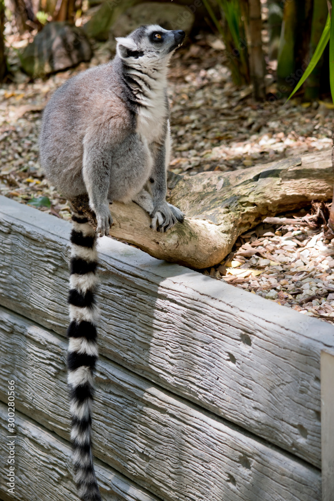 Obraz premium the ring tailed lemur is showing his tail