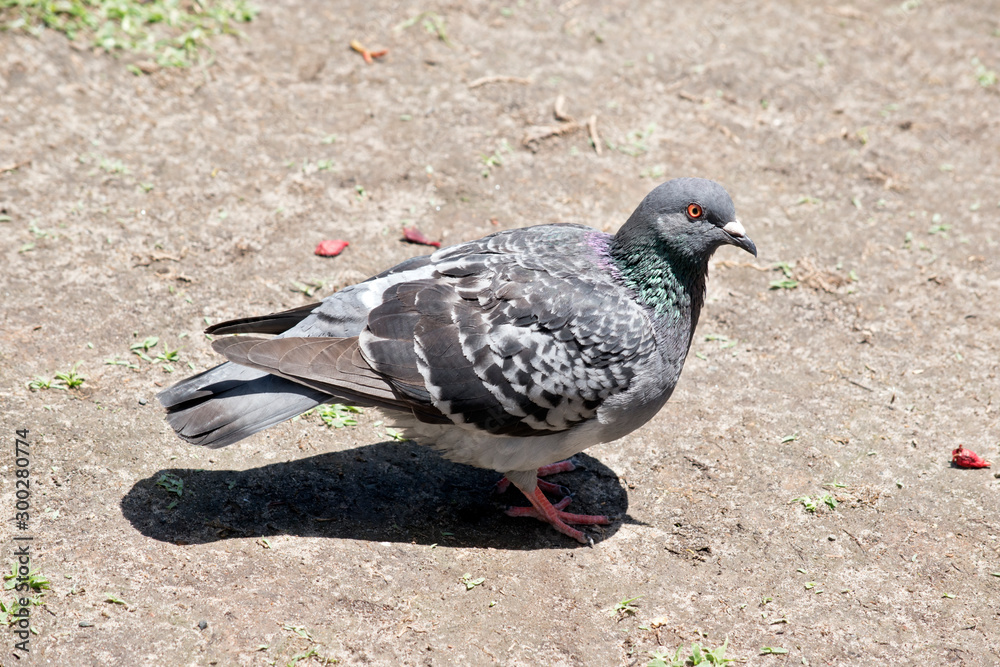 Fototapeta premium this is a side view of a rock pigeon