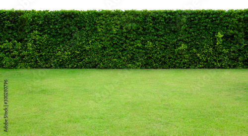 Long tree hedge and green grass lawn. The upper part isolated on white background. photo