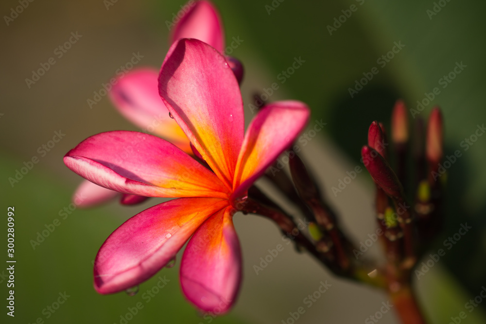 Beautiful pink red Plumeria from garden Beautiful pink red Plumeria from garden