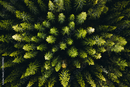 Forest from above photo