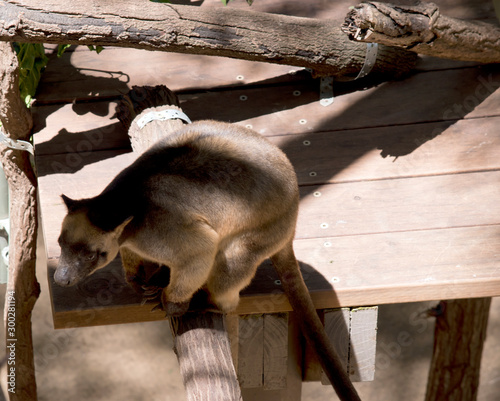 the Lumholtz Tree kangaroo is balancing on a branch photo