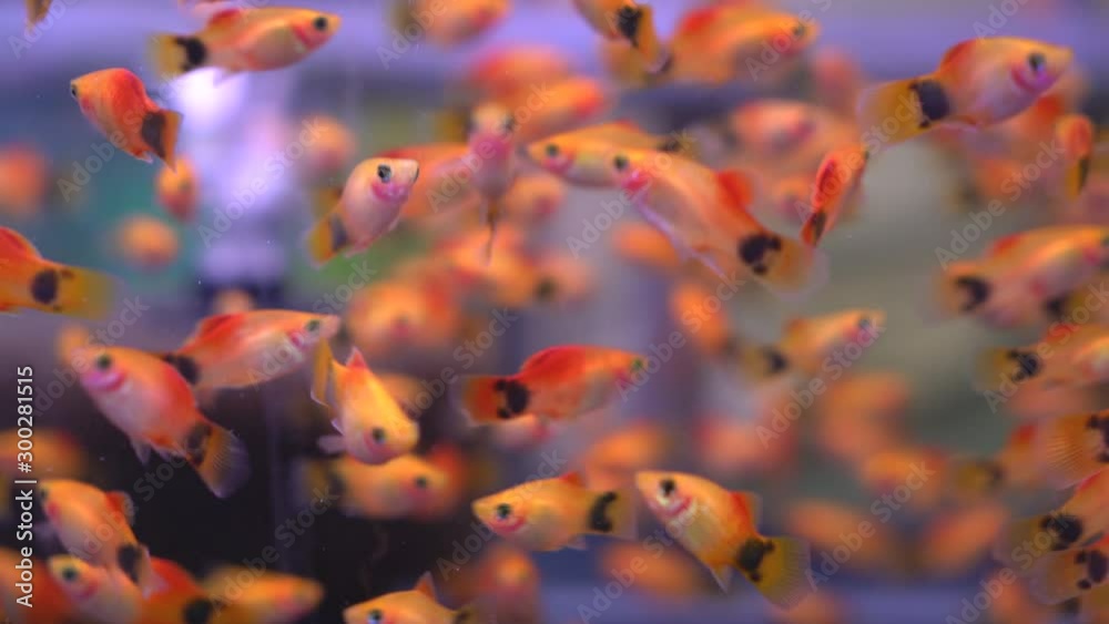 beautiful fish in fish tank beautiful fish in fish tank